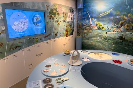 Koněpruské jeskyně - Dům přírody Českého krasu - expozice